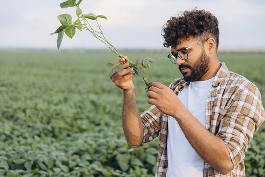 Agronomist inspecting soybean plant in cultivated field - Powered by Adobe