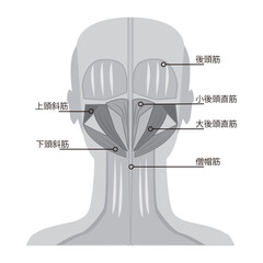 後頭部筋肉