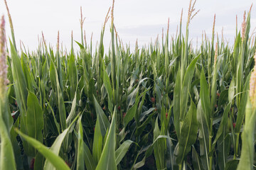Obraz premium Green cornfield growing under cloudy sky