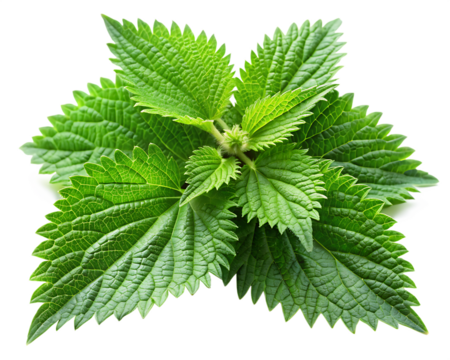 Fresh green stinging nettle leaves on white background PNG.AI Generated.