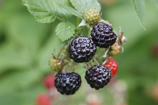 ripe boysenberry berries. on a blurred background with bokeh. colorful macro photo of berries. close-up.
