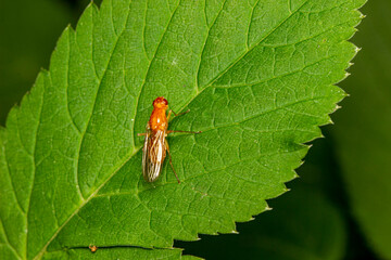 carrot fly on a green leaf. colorful macro photography. close-up. natural light. space for the text. blurred background with highlights. bokeh.