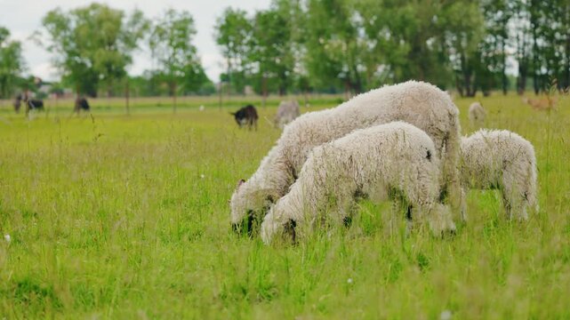 Three curly-fleeced sheep grazing on green pasture with other animals in the background on a peaceful farm