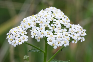 Closeup on the white common yarrow flower,  Achillea millefolium against a green background © Henk