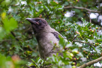 a gray crow chick among the foliage. colorful wildlife photo. close-up.