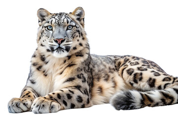 Obraz premium Majestic snow leopard with striking blue eyes and thick spotted fur rests against a pure black background