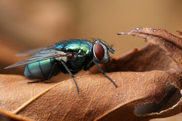 Detailed closeup on the Common green bottle fly, Lucilia sericata sitting on a dried brown curled leaf