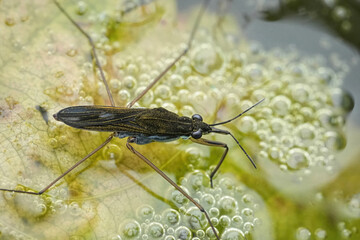 Closeup on a European common pond skater or water strider, Gerris lacustris in a pond