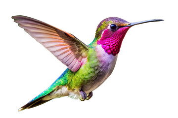 Fototapeta premium Iridescent anna s hummingbird with vibrant plumage in mid flight against a black background