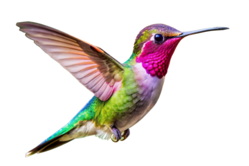 Iridescent anna s hummingbird with vibrant plumage in mid flight against a black background