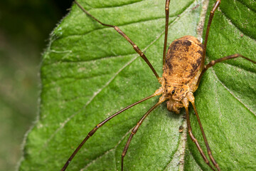 a harvestman spider on a green background with highlights and bokeh. space for text. a colorful macro photo of an insect. a close-up. a screensaver. a wildlife photo