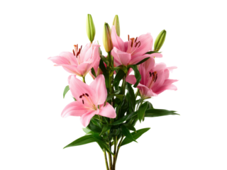 Beautiful pink lilies bouquet isolated black background, Isolated On White Background, Png Transparent