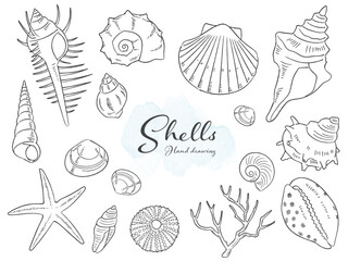 手描きの貝殻ベクターイラスト