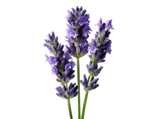 Fototapeta premium Three stems of vibrant purple lavender flowers isolated on black background, Isolated On White Background, Png Transparent