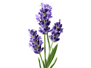 Obraz premium Beautiful lavender flowers isolated on black background, Isolated On White Background, Png Transparent