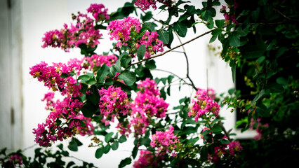 Pink Purush Jarul flower or Lagerstroemia indica or Crape Myrtle flowers blooming wide shot 3