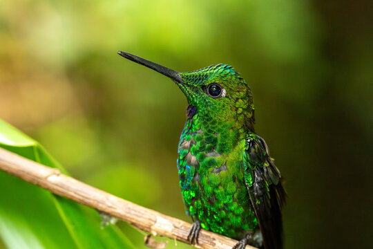 Bright green-fronted hummingbird (Heliodoxa jacula) perched on a branch in Monteverde National Park, Costa Rica
