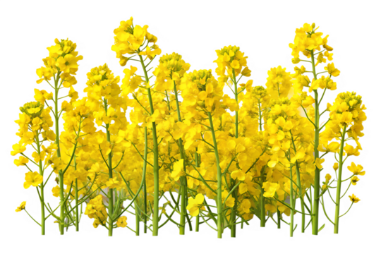 A field of bright yellow rapeseed flowers in full bloom isolated on transparent background