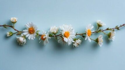 Delicate white flowers arranged on a light blue background.