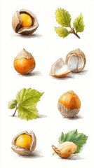 Nut illustrations showcasing various stages of growth and accompanying leaves in a detailed botanical style