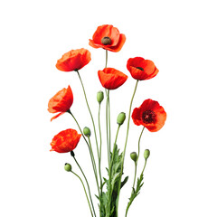 a realistic of photo pappy on transparent background (1)