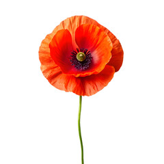 Obraz premium a realistic of photo pappy on transparent background (1)