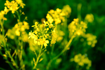 Bright Yellow Mustard Flowers Blooming in Green Field Close-Up – Brassica Plant Blossoms in Vibrant Spring Nature with Soft Background