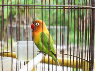 Colorful Lovebird Perched in Cage with Red Beak and Green Feathers