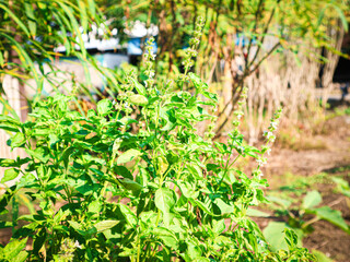Fresh Green Basil Plant Growing Outdoors in Sunlight Healthy Herb Garden