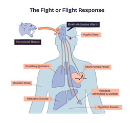 Fight or flight response shows how the brain reacts to threats, with heart, lungs, and muscles highlighted. Doodle style diagram © VectorMine