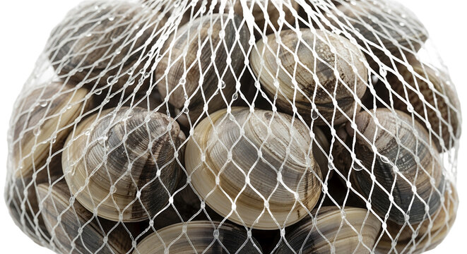 Fresh Seafood Clams in Net Bag CloseUp View