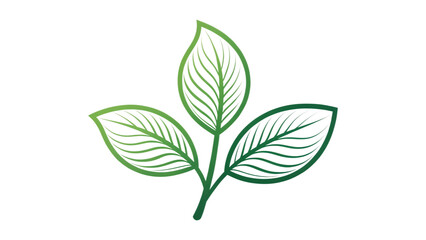 Three green leaves with detailed veins are isolated on transparent background, creating a fresh and natural botanical illustration