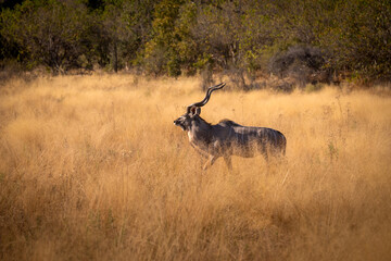 Kudu in the bush (Botswana)