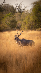 Naklejka premium Kudu in the bush (Botswana)