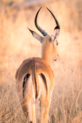 impala in the savannah