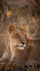 Lioness of Botswana