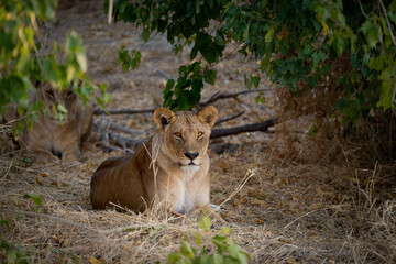 Lioness of Botswana in the bush