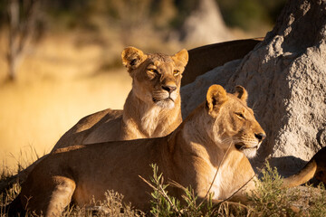 Lioness of Botswana
