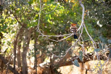 Upupa in the bush of Botswana