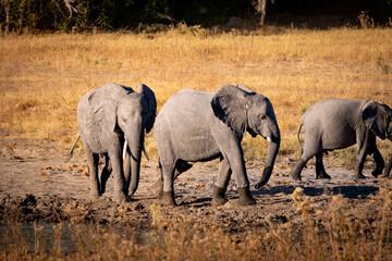 herd of elephants in the savannah