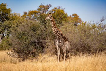 giraffe in the savannah