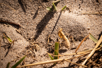 praying mantis in the bush