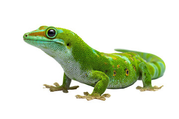 Fototapeta premium Green gecko reptile isolated on transparent background