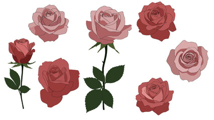 Elegant Rose Illustrations Diverse Styles of Blossoms with Green Stems and Leaves