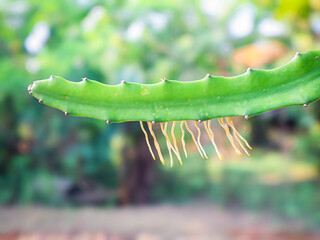 Dragon Fruit Plant Stem with Roots, Green Cactus Propagation, Nature Background