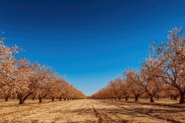 Fototapeta premium Almond Crop Agriculture in Australia with Blue Skies and Autumn Tones