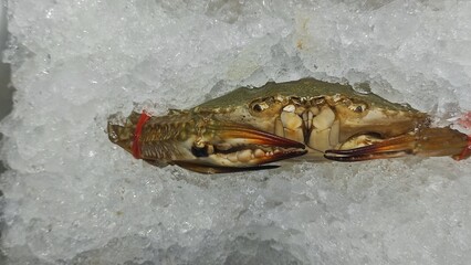 A fresh crab lies on a bed of crushed ice, its claws tightly bound with red rubber bands, displayed under bright lighting in a seafood market or cold storage.