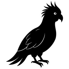 Black Parrot Silhouette