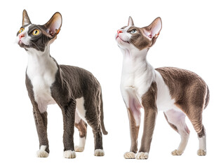 Cornish Rex Cat Set Isolated on Transparent Background. PNG.