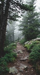 Obraz premium Misty mountain trail winds through dense evergreen forest, rocky terrain and low-lying vegetation